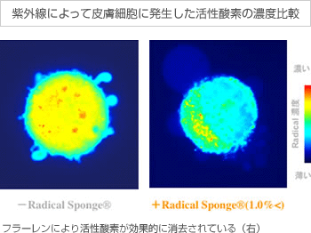 【紫外線によって皮膚細胞に発生した活性酸素の濃度比較】
フラーレンにより活性酸素が効果的に消去されている（右）
