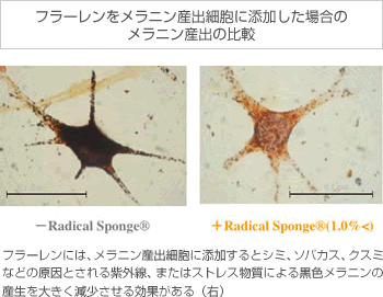 【フラーレンをメラニン産出細胞に添加した場合のメラニン産出の比較】 フラーレンには、メラニン産出細胞に添加するとシミ、ソバカス、クスミなどの原因とされる紫外線、またはストレス物質による黒色メラニンの産生を大きく減少させる効果がある（右）